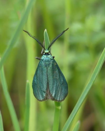 Jordanita sp.